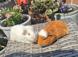 Young Female Guinea Pigs