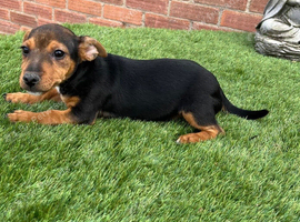 Jack Russell 2 males available