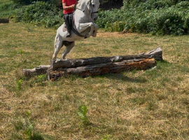 SUPER ALLROUNDER STANDARDBRED