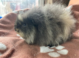 Swiss baby boy guinea pig
