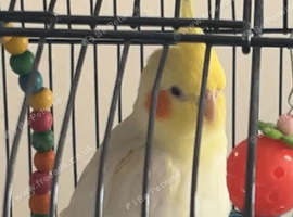 Yellow cockatiel
