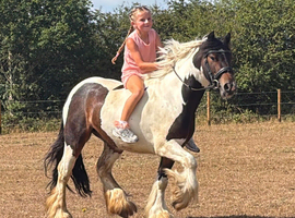 The best 12.2h ride and drive gelding on the market