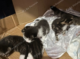 Beautiful kittens for sale ASAP