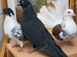 Fantail pigeon