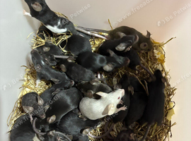 Pet mice