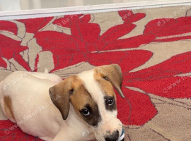 Lurcher bitch for sale