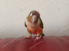 conure  bird with cage