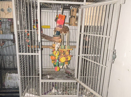 1 concure offers (can come with big cage )