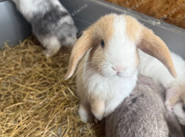 pure breed mini lop rabbits
