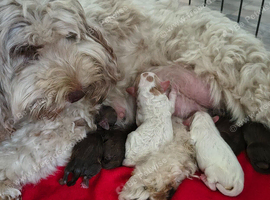 Stunning F2 cockapoo puppies 3.5 weeks old