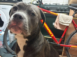 Rescued babyblu Missy