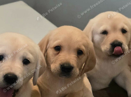Adorable Goldadors waiting for new homes !!