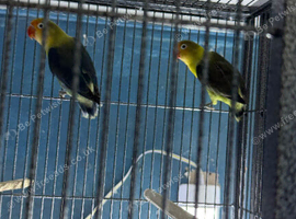 Lovebirds pairs Glasgow