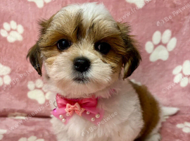 ADORABLE MALSHI PUPPIES READY NOW