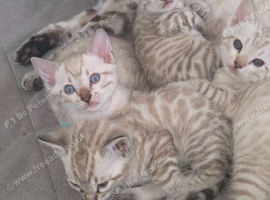 snow bengal kittens (3 left)