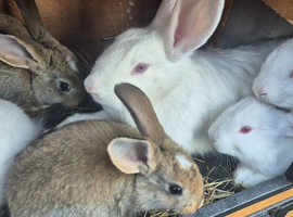 New Zealand and Flemish Bunny's