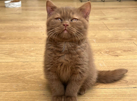 British shorthair cinnamon girl