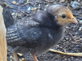 4 x Serama cross Sebright chicks