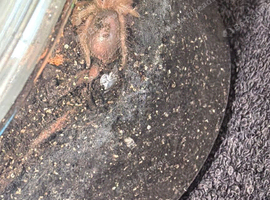 Grammostola pulchra