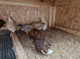 12 female and 2 male jumbo quail for sale