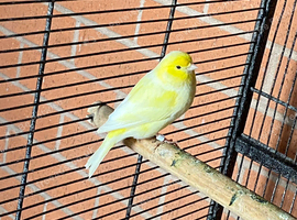 Male canary