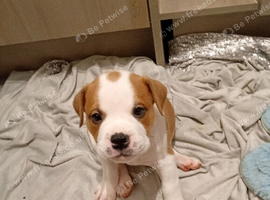 English bulldog cross Staffordshire bull terrier