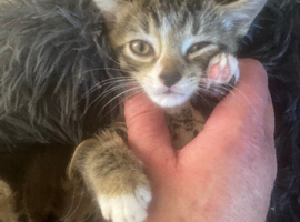 Cute Kittens