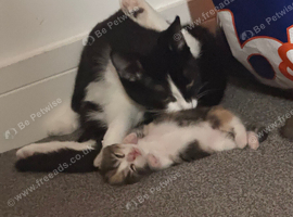Kittens for sale
