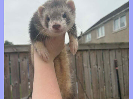 Ferrets