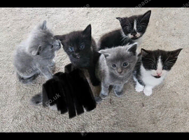 Grey and white and black and block and white