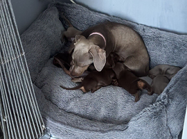 MinI Dachshund