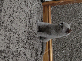 British Shorthair Kitten.