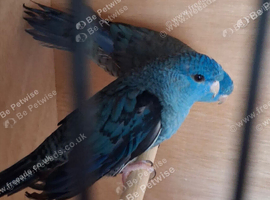 Looking for lineolated parakeets