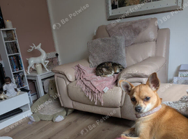 Chihuahua