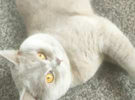 Lilac Male B