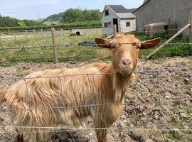 Golden Guernsey Doe
