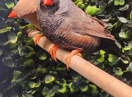 Charcoal finch