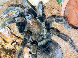 Female Pamphobeteus Vespertinus and full set up