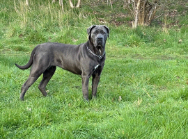 Cane corso female for sale &pound;300 must go asap