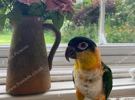 For sale black headed caique