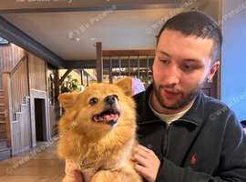 Pomeranion girl need a loving home