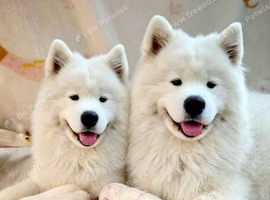 KC Samoyed puppies