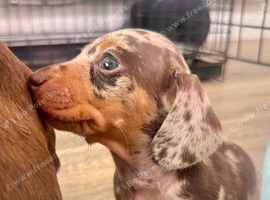 Miniature Dachsund puppies