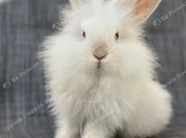 Angora mini lion lop mixed breed