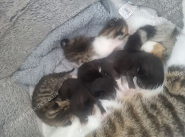 For sale