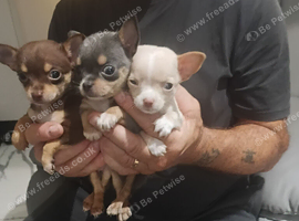 3 beautiful chihuahua puppie. 1 girl 2 boys