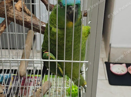 6 month old blue front for sale