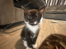 Beautiful kittens looking for forever home