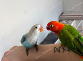 Hand reared Lovebirds