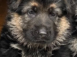 Outstanding KC German Shepherd puppies